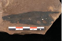 Foto (Detailansicht) von Phyllerium lignitum Ettingshausen (NHMW-GEO-2024-0188-0012)